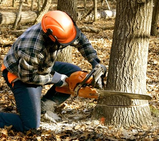 Tree Removal in Ottine, TX